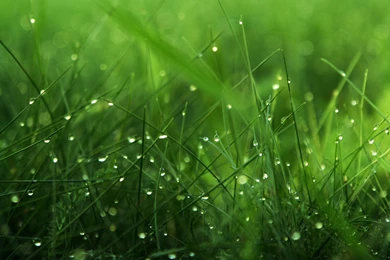 Keyword: Dew   Wonderful HD Wallpapers   WallpaperLayer.com