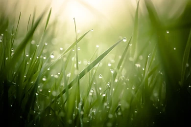 Keyword: Dew   Wonderful HD Wallpapers   WallpaperLayer.com