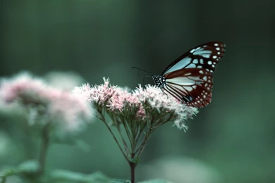 Beautiful Wallpapers For Tablets   Wallpapers High Definition