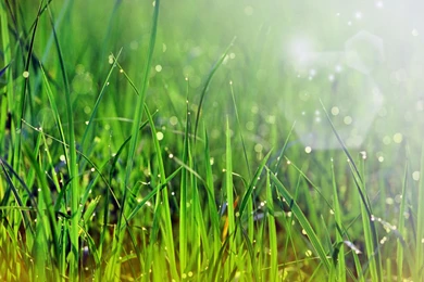 Desktop Wallpapers · Gallery · Windows 7 · Windows 7   Morning Dew ...