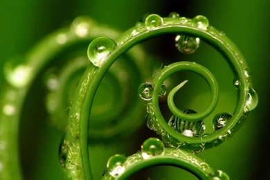 Wallpapers Dew, Green, Morning Dew.