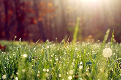 Keyword: Dew   Wonderful HD Wallpapers   WallpaperLayer.com