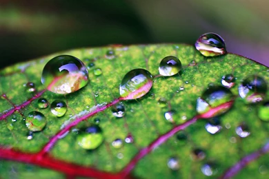 The Leaves With Dew 12 － Plant Wallpapers   Free Download ...