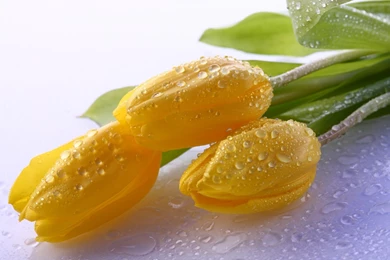 1920x1440 Yellow Tulips Dew Wallpapers