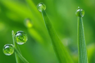 Dew And Nature Wallpapers – Good Wallpapers
