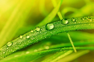 Green Grass And Dew 4 － Plant Wallpapers   Free Download ...