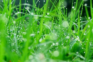 Wallpapers: Raindrops And Dew Wallpapers