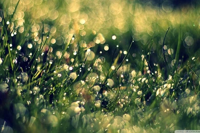 Download Grass Dew Close Up Wallpapers 1920x1080