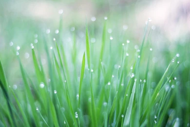 Download Wallpapers 3840x2400 Green, Grass, Drops, Water, Dew Ultra ...