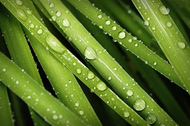 Green Nature Grass Water Droplets Dew Wallpapers
