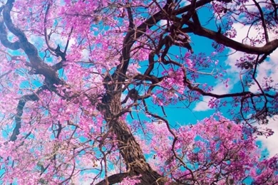 Flowering Tree iPhone HD Wallpaper, iPhone HD Wallpapers Download ...