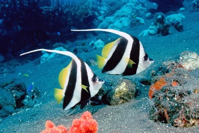 Cute Sea Creatures Wallpapers