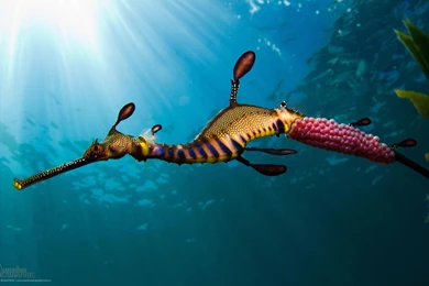 Wallpapers Sea Horse   1920 X 1200   Animals Pets Puppies Awesome ...
