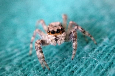 15 Beautiful iPhone 5 Wallpapers