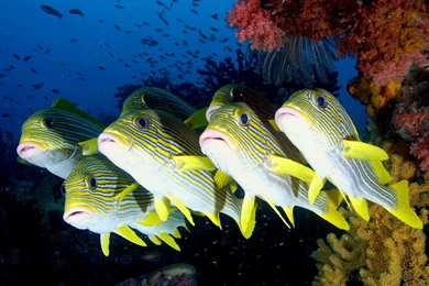 Sea Creatures Wallpapers