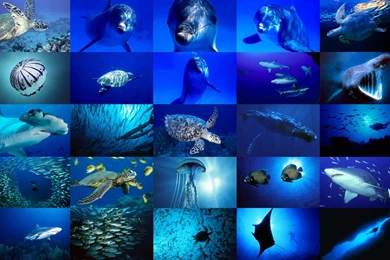 Sea Animals Wallpapers