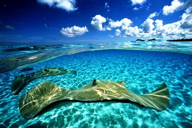 Sea Animal Photograph 11 Photos Of Sea Animals For Children's ...