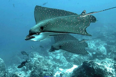 Quotes About Sea Creatures. QuotesGram