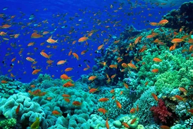 Sea Creature And Animal Wallpapers In HD For Desktop