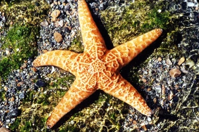 Starfish Sea Animals HD Wallpapers Wallpapers   (
