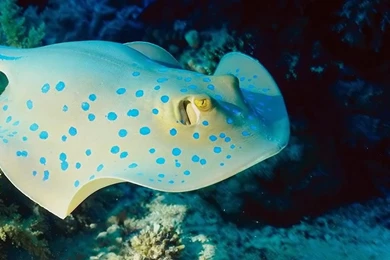 Ocean Animals   Animals Wallpapers (27960386)   Fanpop