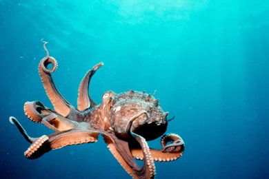 Underwater Creatures Wallpapers