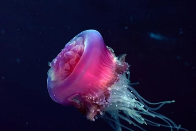 Sea Animals On Pinterest