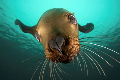 Amazing Sea Animals Wallpapers