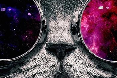 Wallpapers Iphone 5 S Glasses Cat 640 X 1136   640 X 1136   Iphone ...