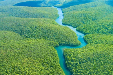 Useful Information About: Amazon Rainforest
