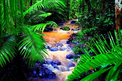 Amazon Rainforest Deforestation   Wallpaper.