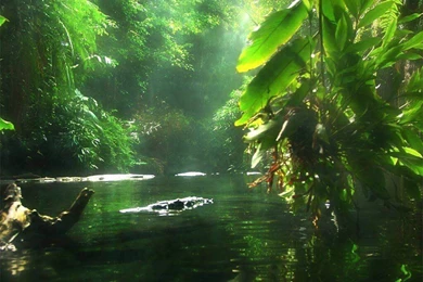 Amazon Nature Hd Wallpapers ›› Page 2