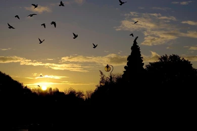 Sun Rising Nice View Wallpapers