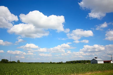 Stock Photo Landscape Corn Under Brillant Blue Sky With Clouds ...