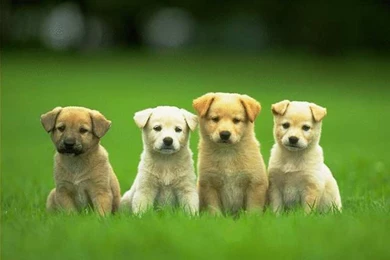 Cute Puppy Wallpaper Backgrounds HVGJ   PetPictures