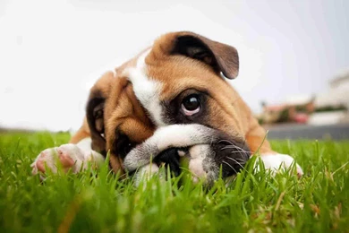 Cute Puppy Backgrounds   Android Apps On Google Play