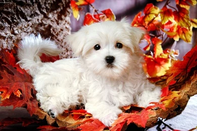 Hd Cute Puppies Backgrounds