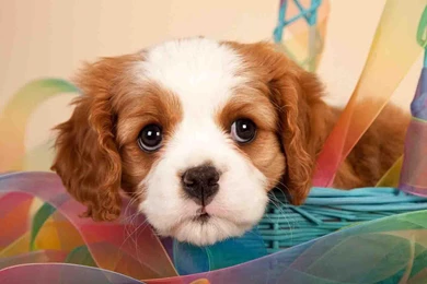 Cute Puppy Backgrounds   Android Apps On Google Play