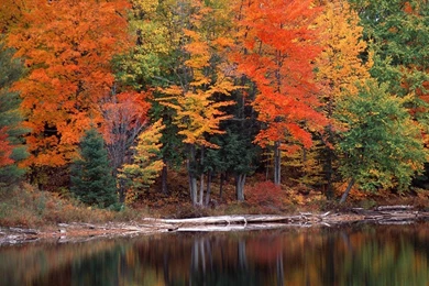 Nature Wallpapers Free Download Collection (41+)