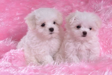 Cute White Puppies Img Need   PetPictures