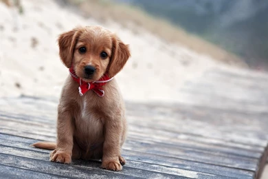 Puppy Wallpapers