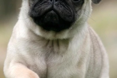 Puppies Live Wallpapers   Android Apps On Google Play