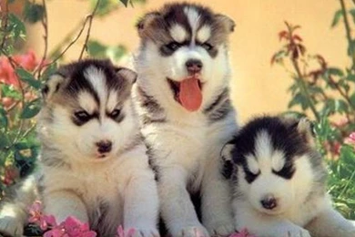 Cute Puppies :)   Puppies Wallpapers (22040905)   Fanpop