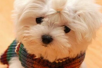 Cute Puppy HD Wallpapers