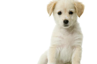 CUTE PUPPY WALLPAPER   (