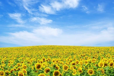 Flower Desktop Wallpapers Hd