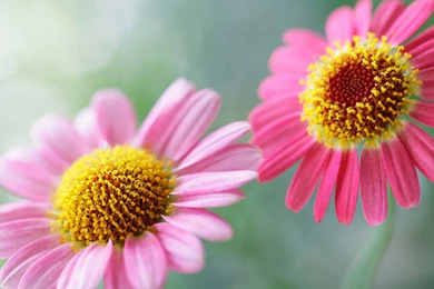 Pink Flower Wallpapers Hd Desktop Wallpapers