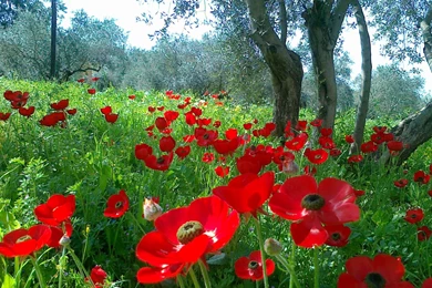 Wallpapers Natural Beauty   Wallpapers Cave