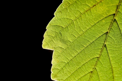 Green Nature Leaves Macro Simple Black Backgrounds Wallpapers