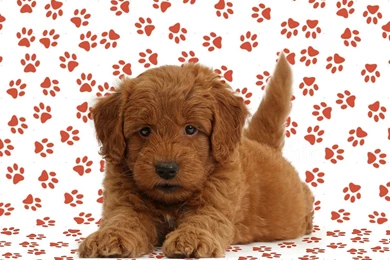 Dogs Images: Red Goldendoodle Puppy On Paw Prints, WP39675.